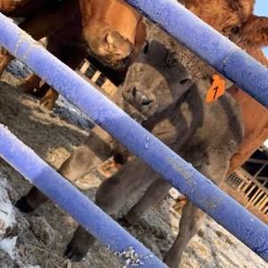 Meet your Posher, Cortney